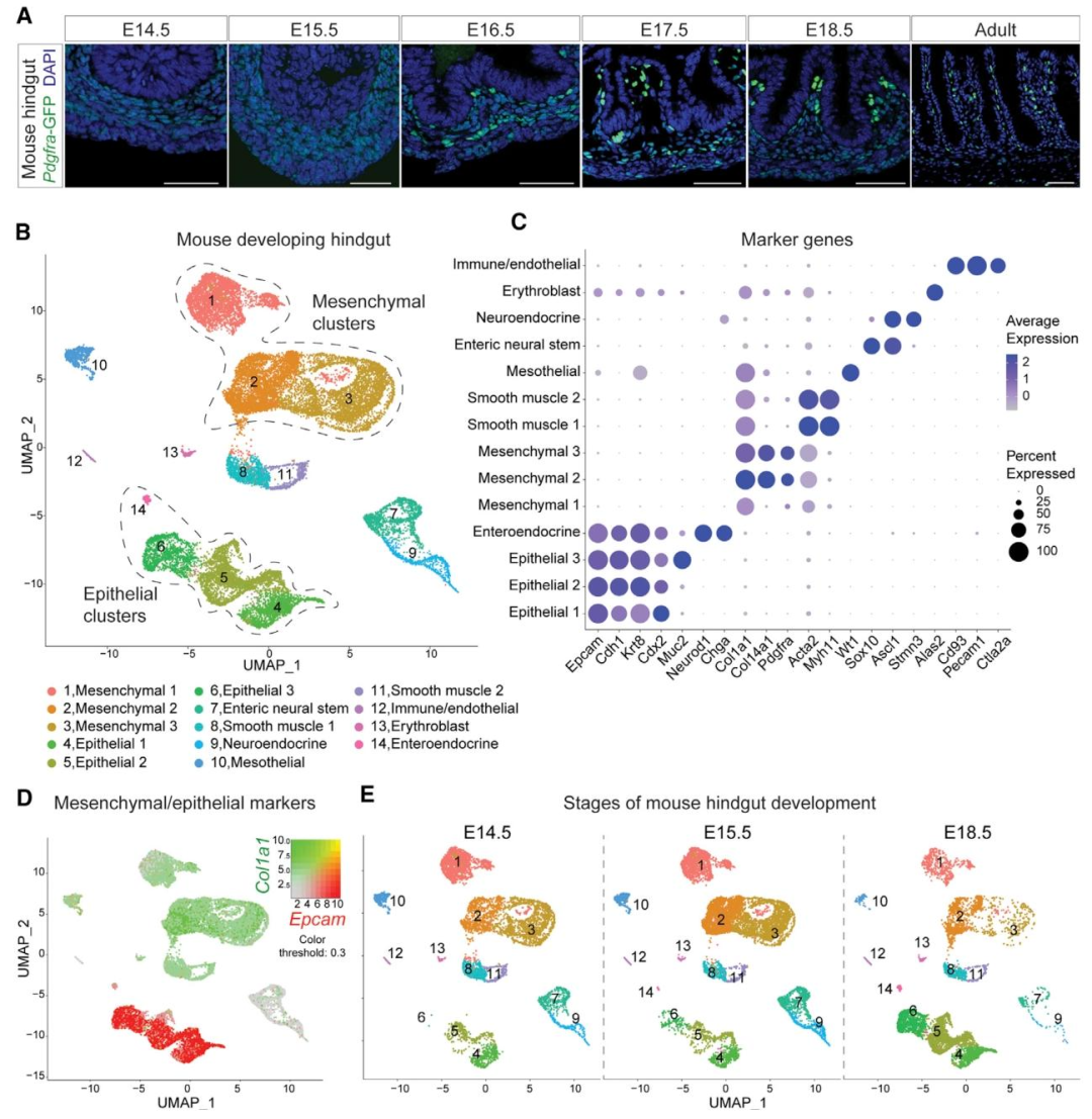 图 1:小鼠胚胎 hindgut 发育的细胞景观