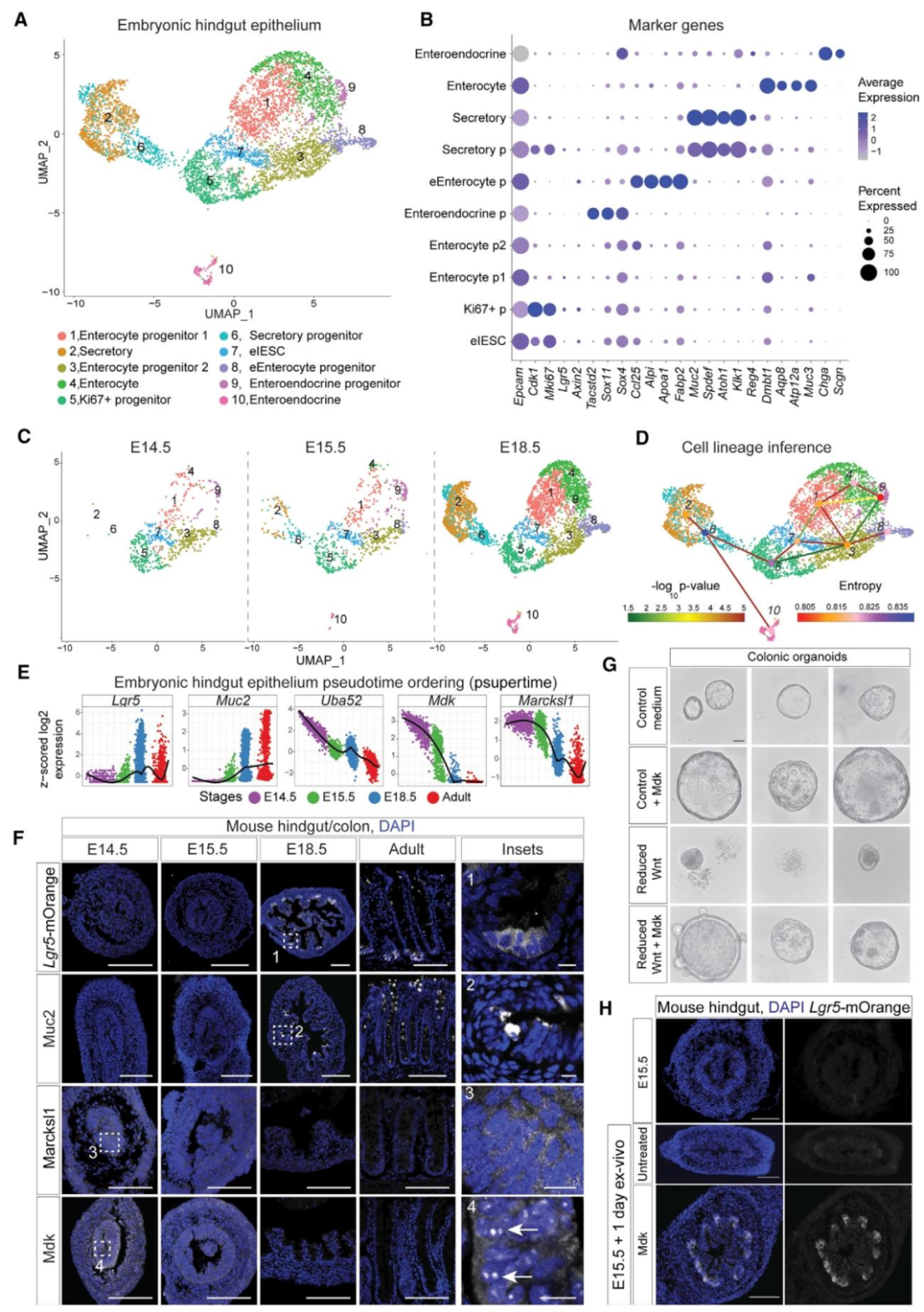 图 2:胚胎 hindgut 上皮细胞的异质性与分化轨迹