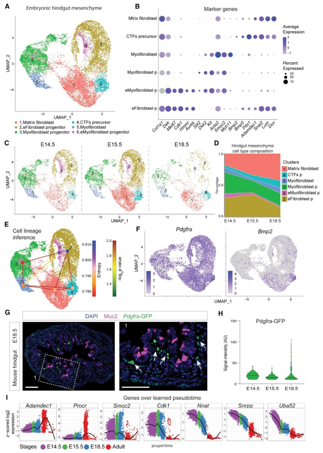 图 3:胚胎 hindgut 间质细胞的分层与成熟