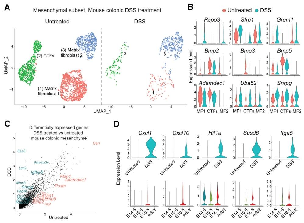 图 5:小鼠结肠炎间质中胚胎程序的重激活
