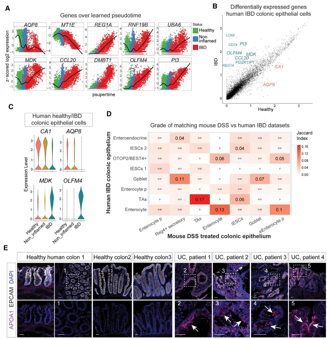 图 6:人类 IBD 上皮中胚胎程序的保守重激活