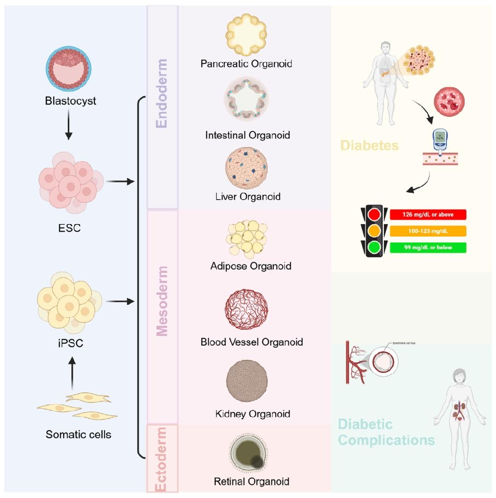 图 1：糖尿病及其并发症研究相关的类器官类型