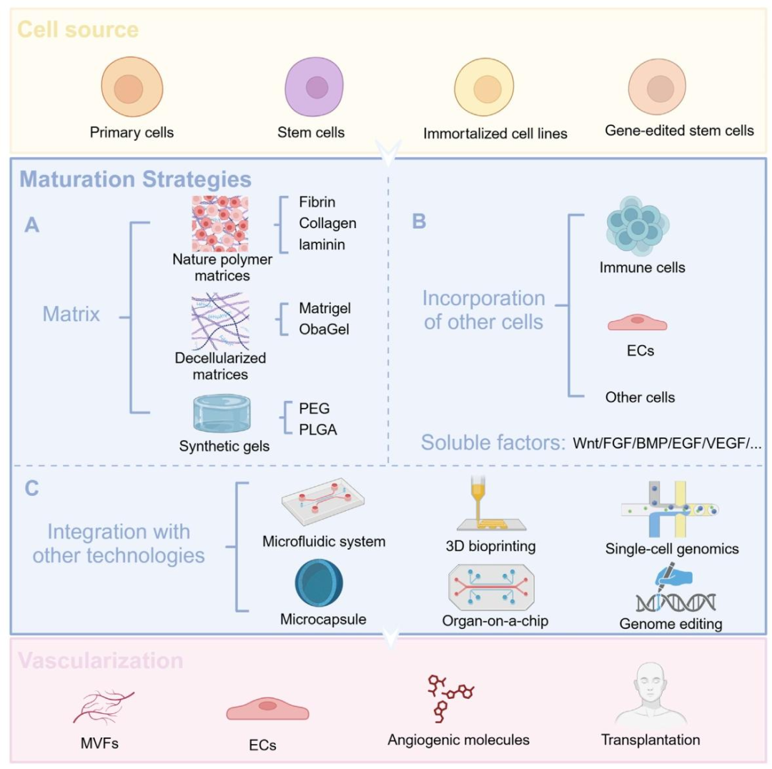 图 2：类器官的细胞来源与优化成熟策略