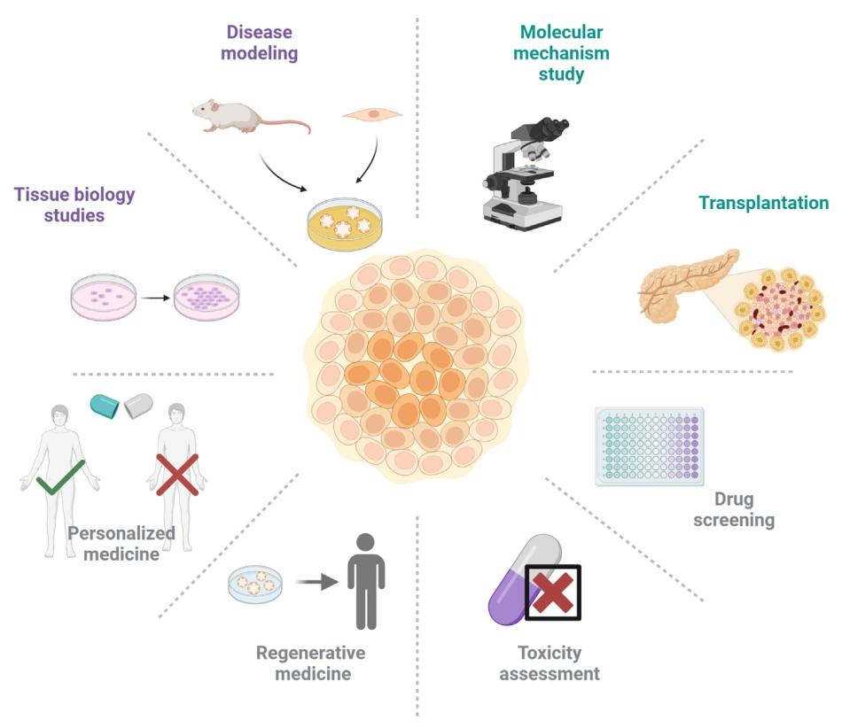 图 3：类器官在糖尿病领域的应用框架