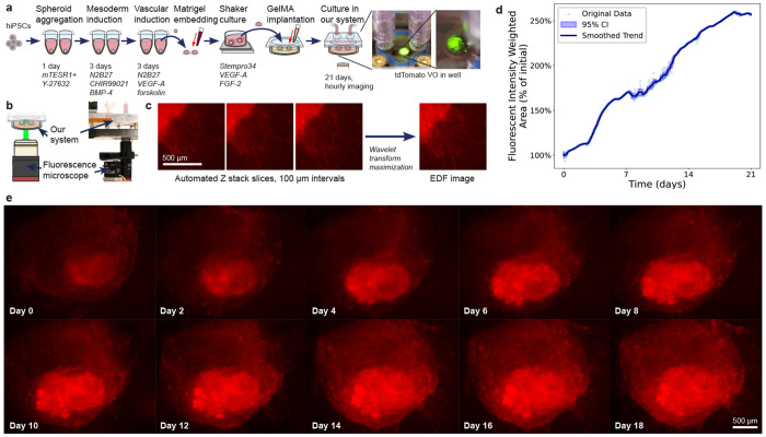 图 4:血管类器官的长期动态成像