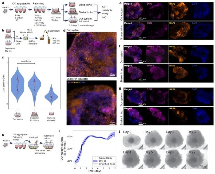 图 5:皮质类器官的生物学验证