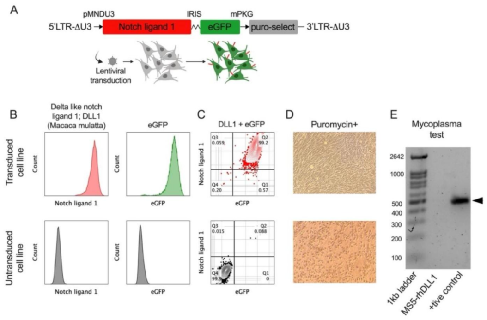 图 1：MS5-Rh-DLL1 基质细胞的构建与鉴定