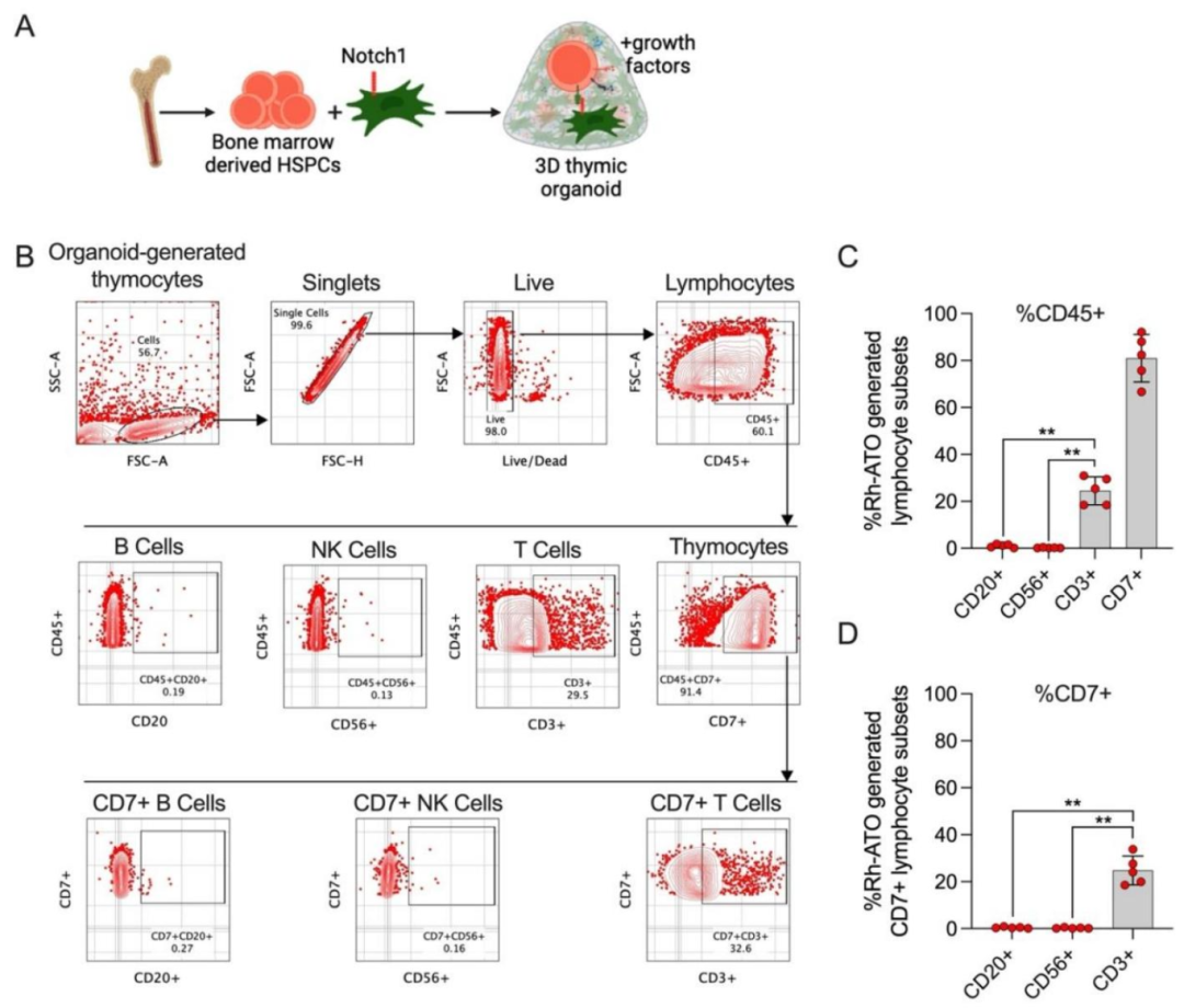 图 2：Rh-ATO 的建立与 T 细胞分化偏向性