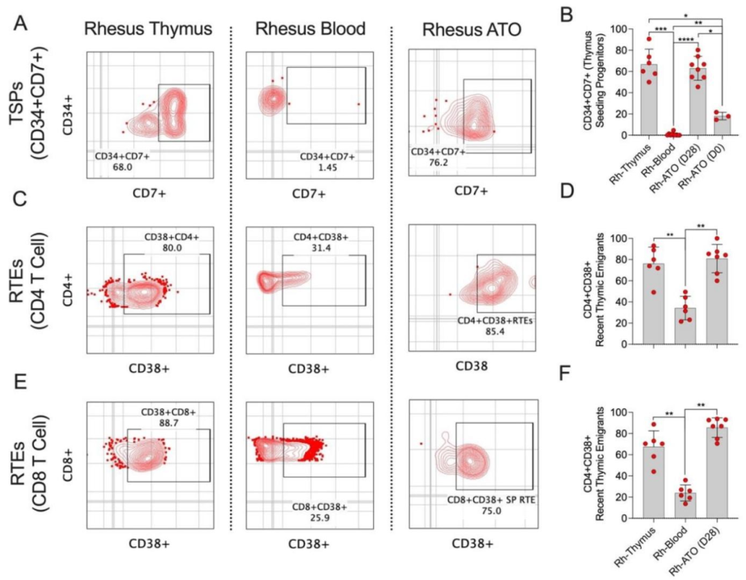 图 3：Rh-ATO 产生 TSP 与 RTE 样细胞