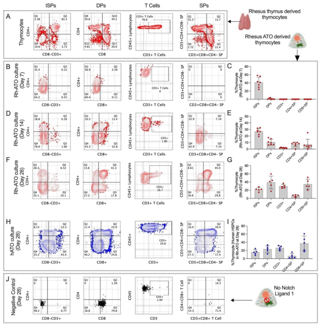 图 4：Rh-ATO 复现完整胸腺发育阶段