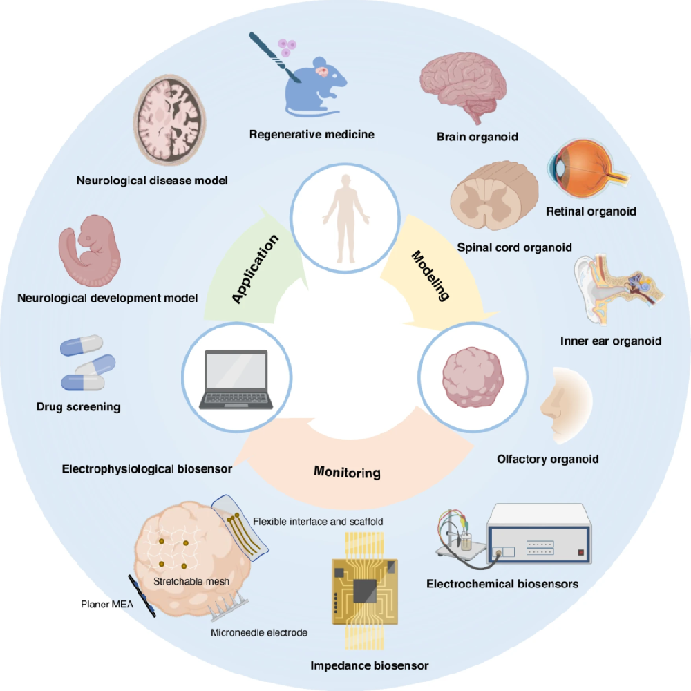 图 1:神经类器官的建模、监测与应用框架