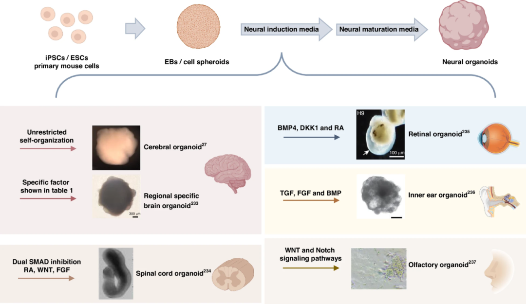 图 2:神经类器官的诱导流程