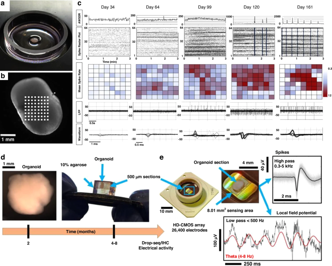 图 3:平面 MEA 监测神经类器官电活动