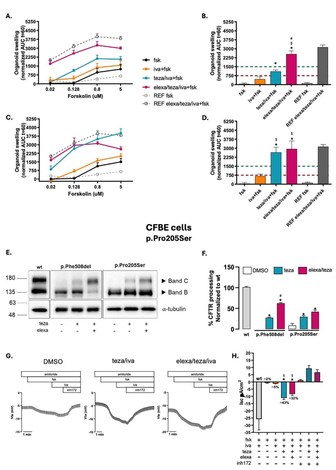 图 2：p.Pro205Ser 变异体的双胞胎类器官差异