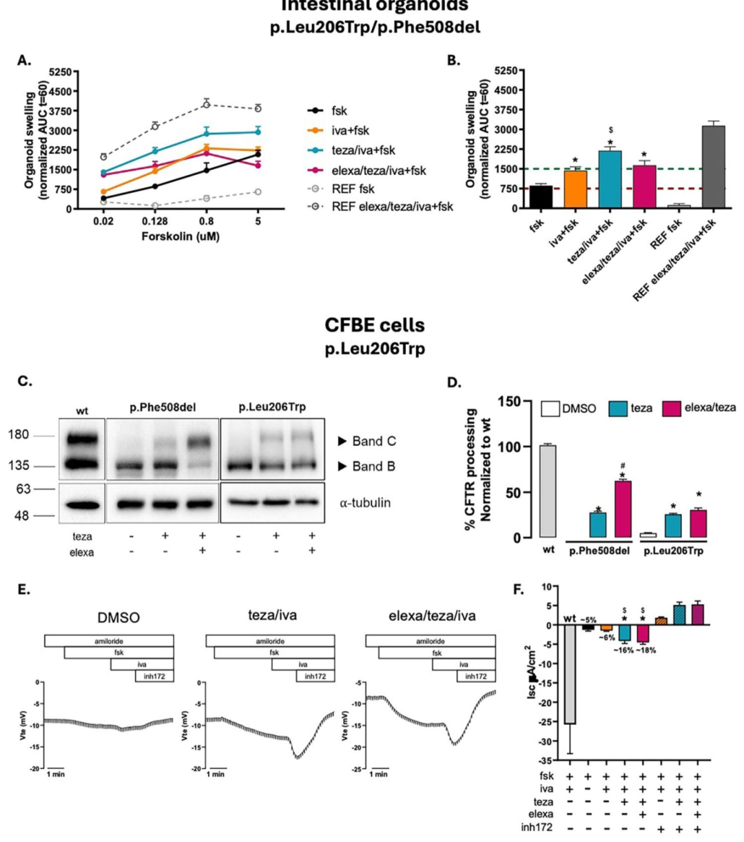 图 3：p.Leu206Trp 变异体的功能恢复