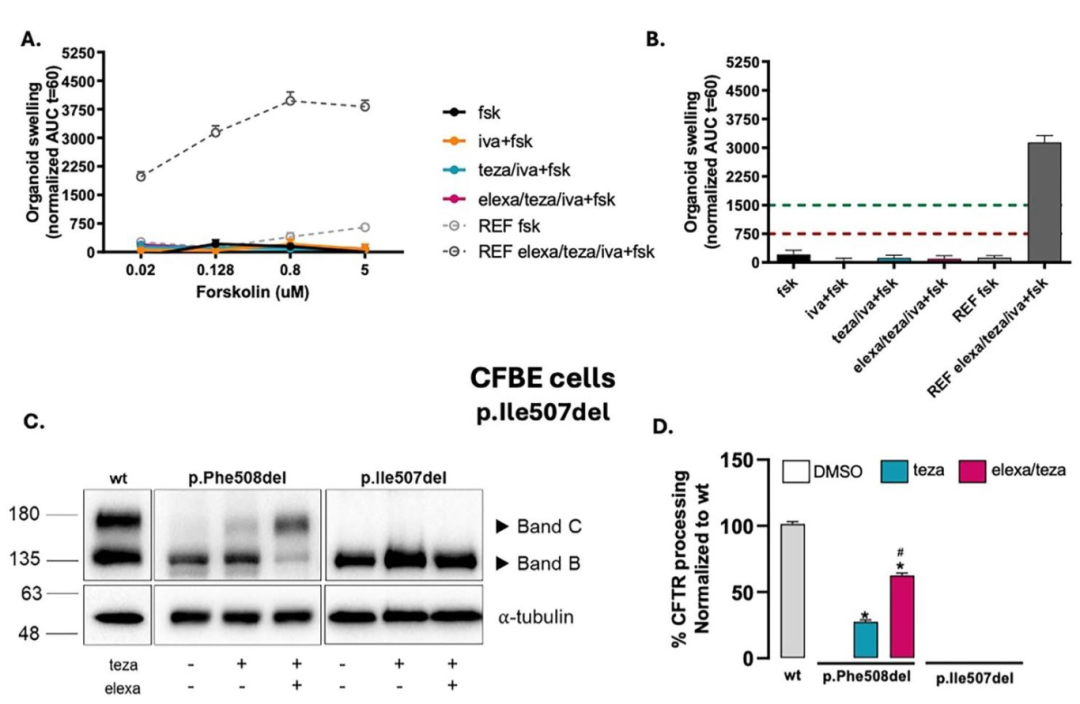 图 5：p.Ile507del 变异体的不可拯救性