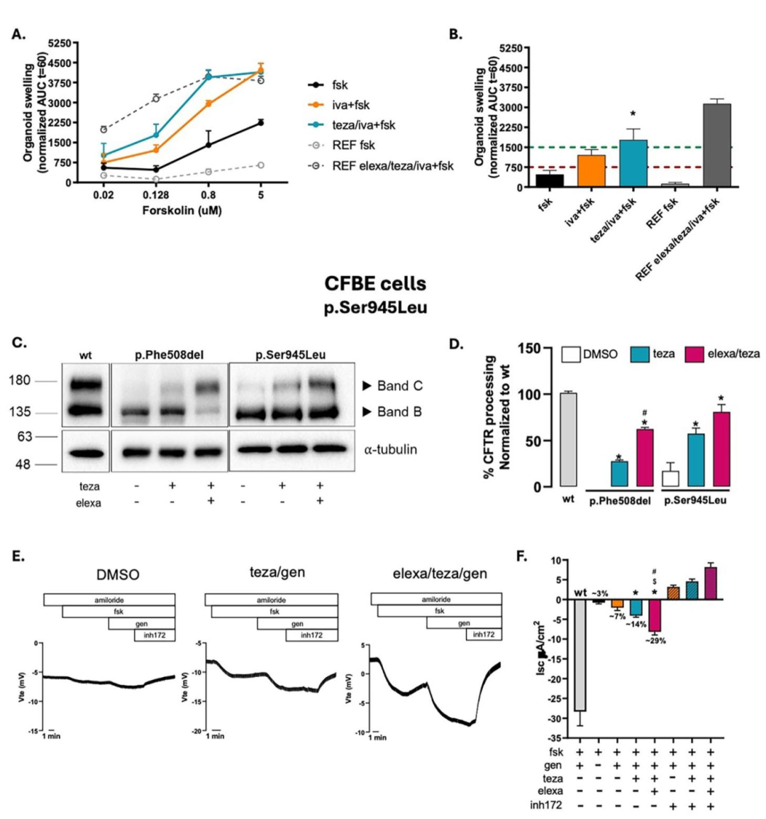 图 6：p.Ser945Leu 变异体的 teza/iva 拯救效果