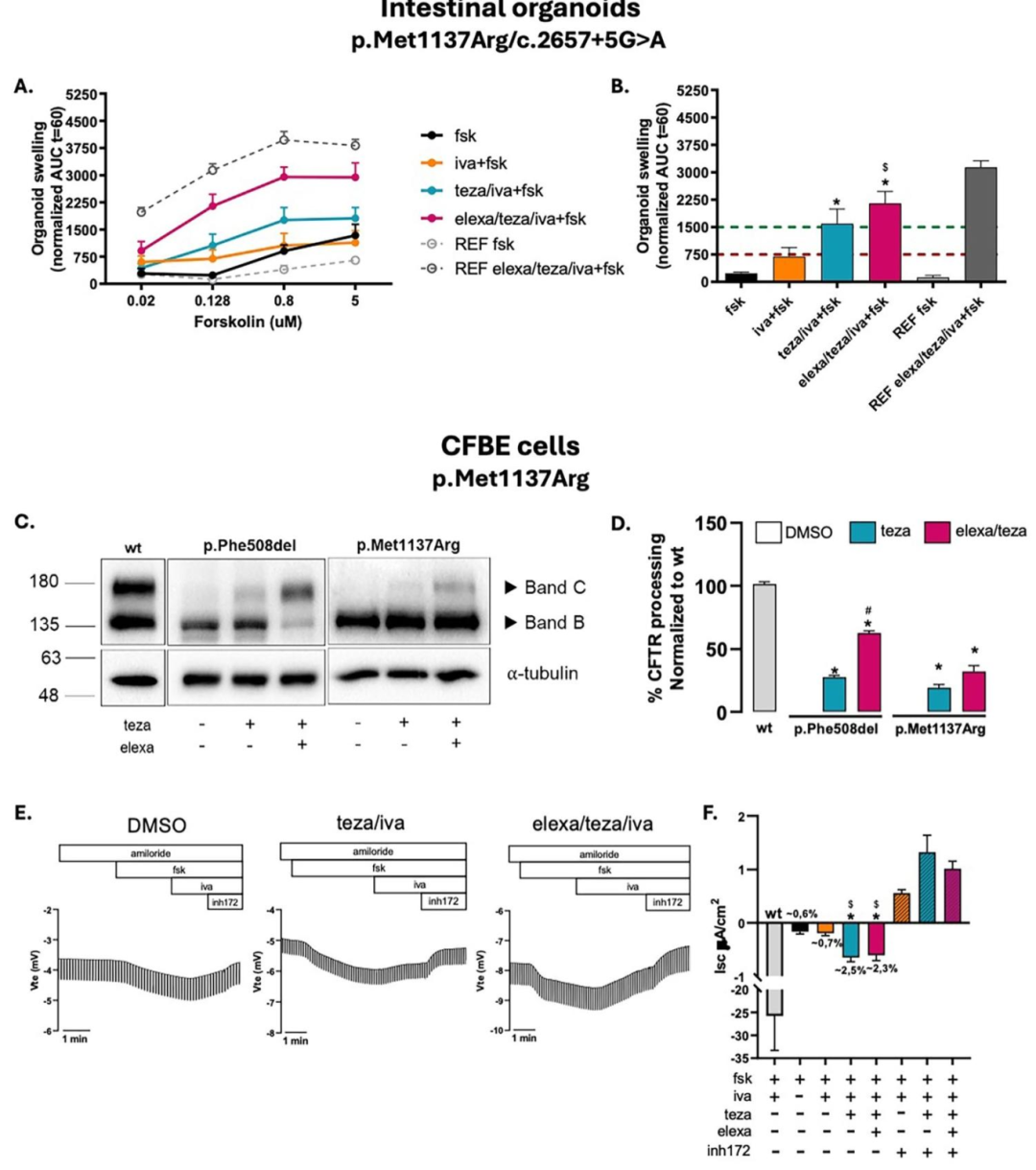 图 7：p.Met1137Arg 变异体的调节剂反应