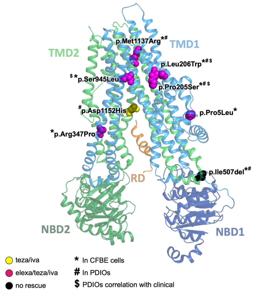 图 9：CFTR 变异体的位置与调节剂反应总结