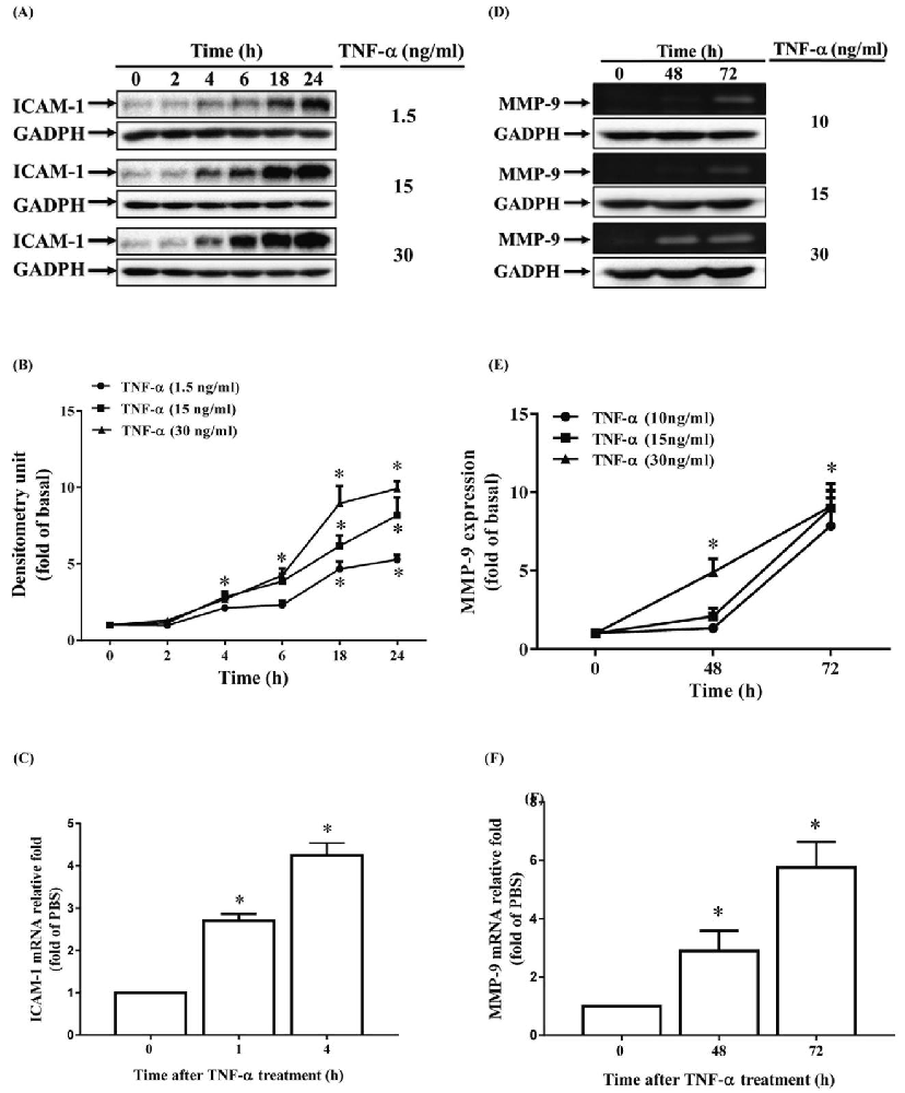 图1：TNF-α 诱导 ARPE-19 细胞中 ICAM-1 和 MMP-9 的表达