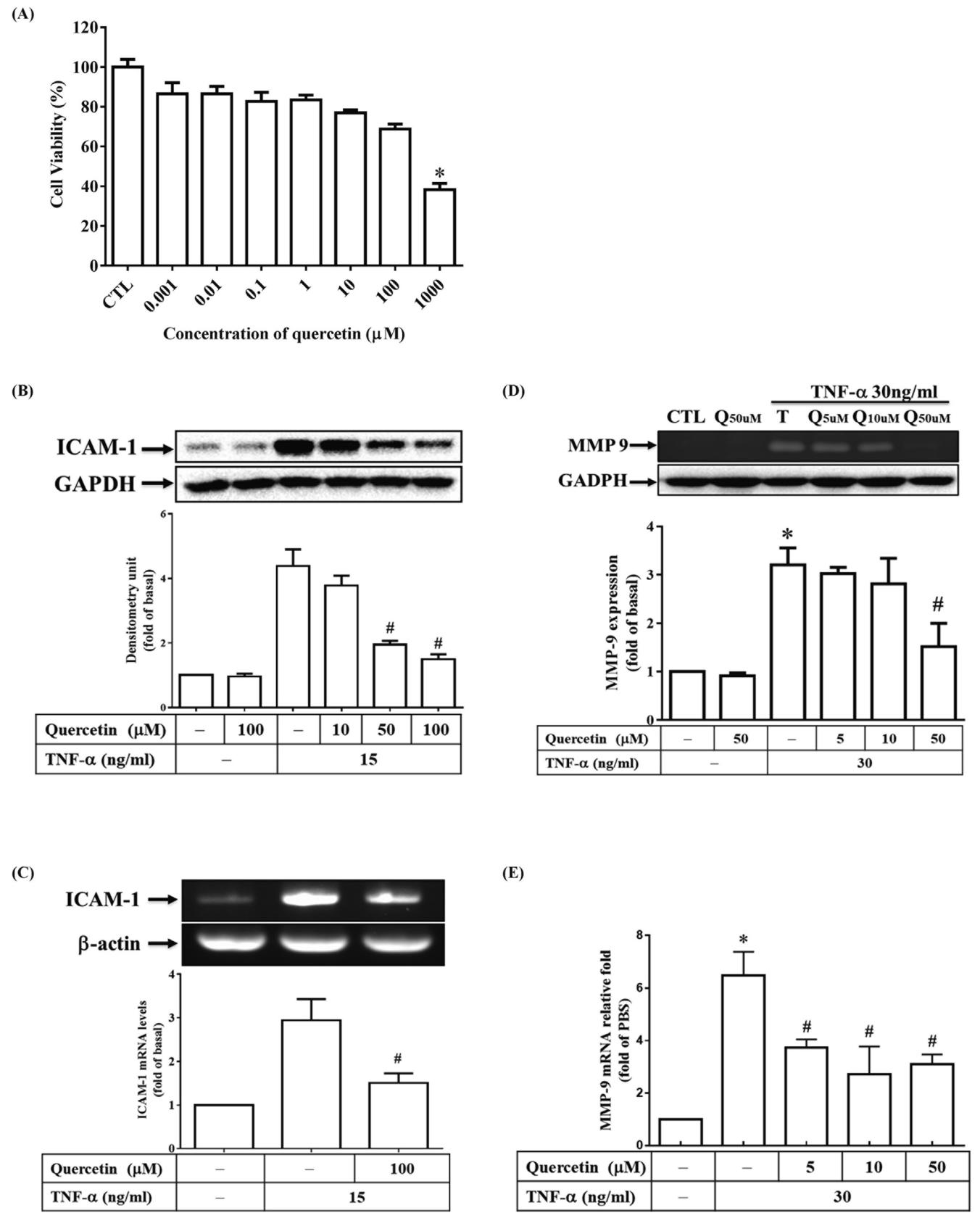 图2：槲皮素抑制 TNF-α 诱导的 ARPE-19 细胞中 ICAM-1 和 MMP-9 表达