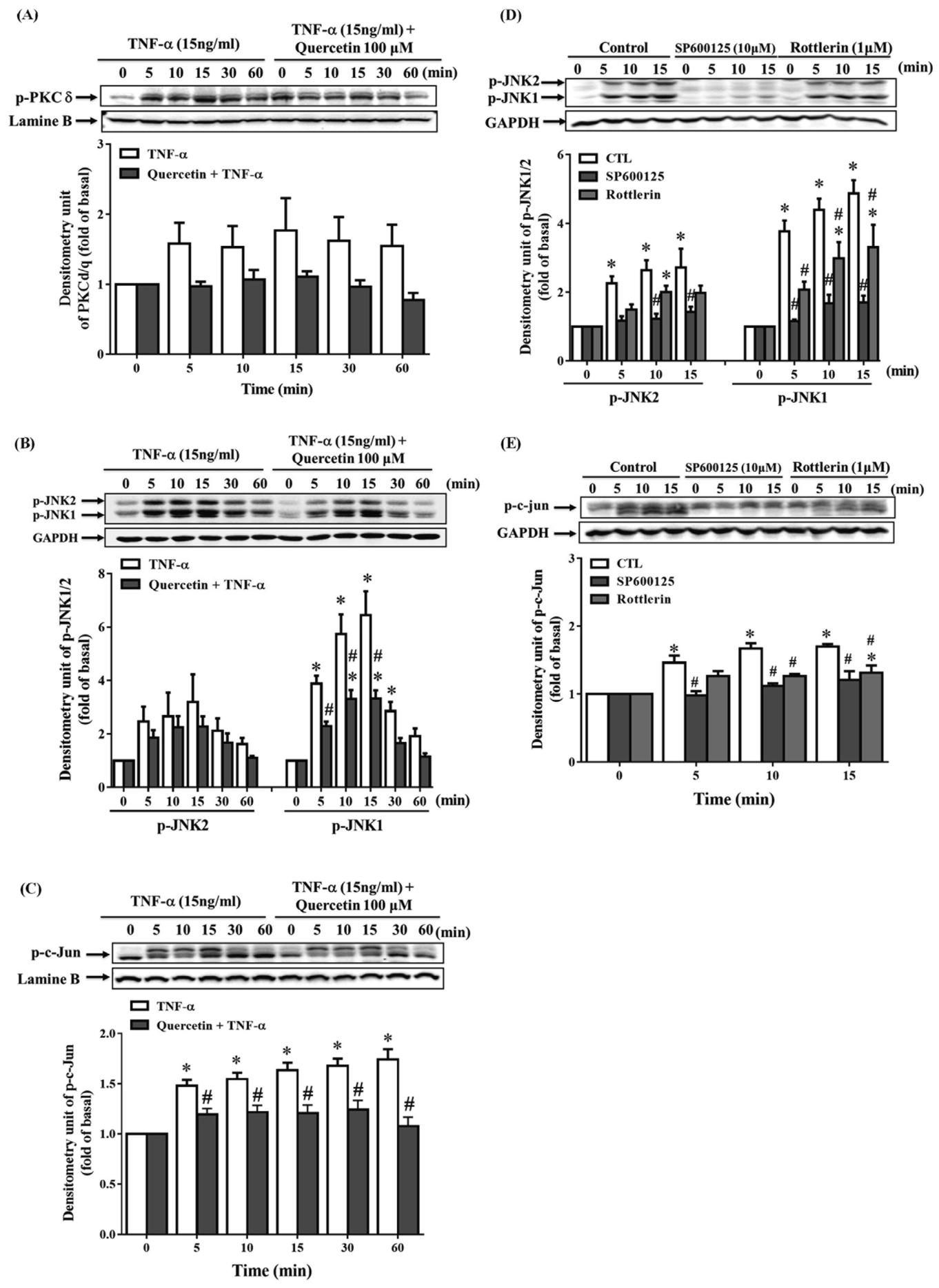 图3：槲皮素通过 PKCδ–JNK1/2–c-Jun 通路抑制 TNF-α 诱导的 ICAM-1 和 MMP-9 表达