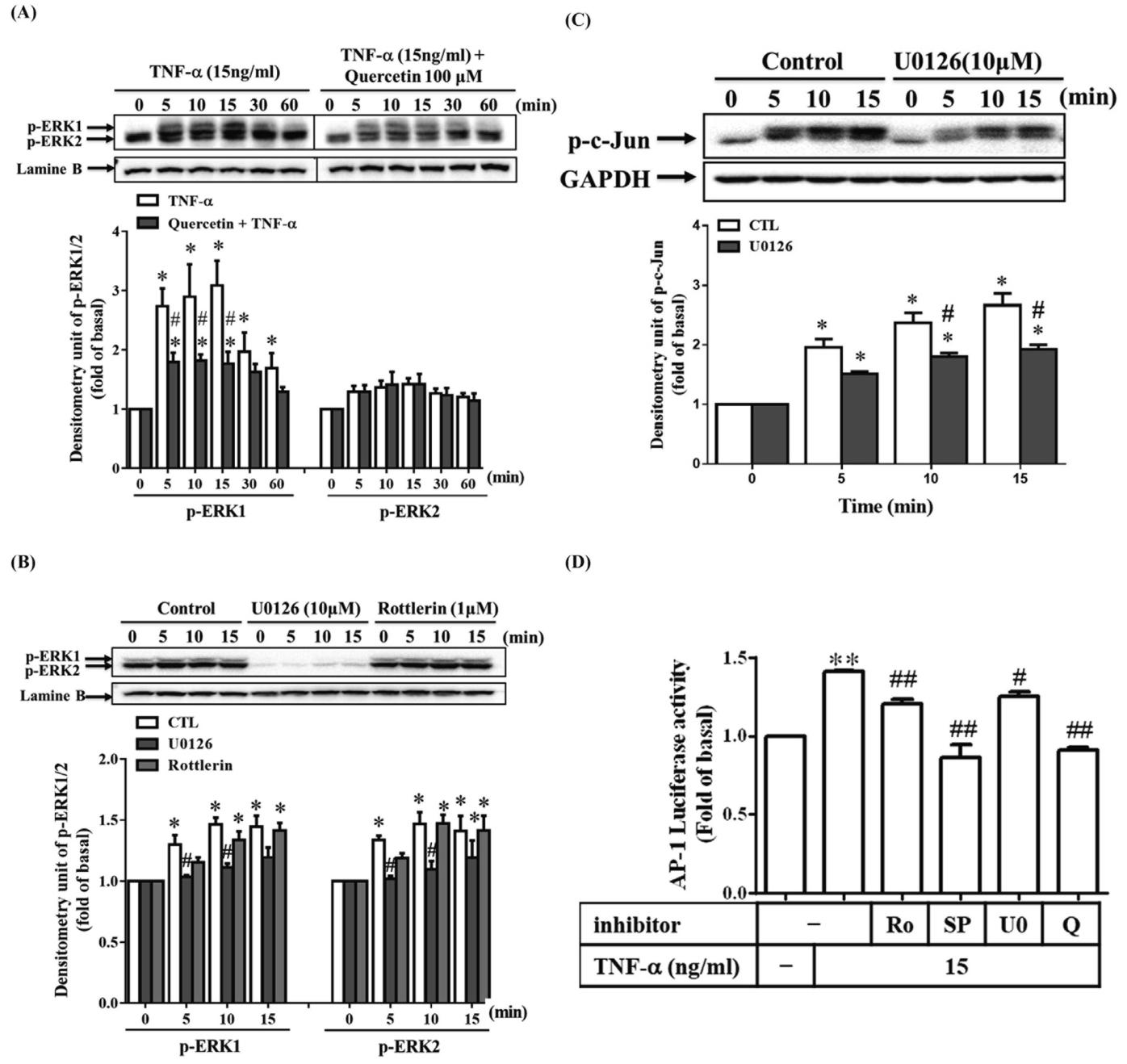 图4：槲皮素通过 MEK1/2–ERK1/2–c-Jun 通路抑制 TNF-α 诱导的 ICAM-1 和 MMP-9 表达