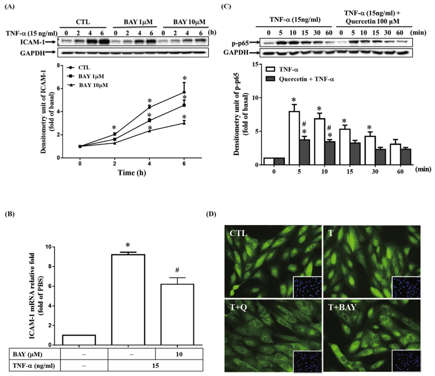 图5：槲皮素通过 NF-κB(p65)通路抑制 TNF-α 诱导的 ICAM-1 表达