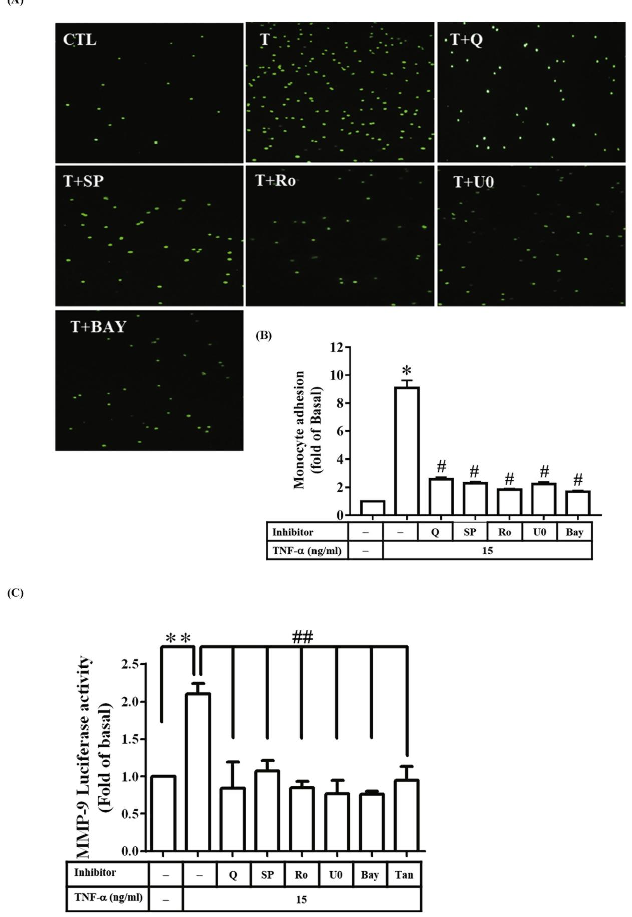 图7：槲皮素通过多通路抑制 TNF-α 诱导的 THP-1 细胞黏附及 MMP-9 启动子活性