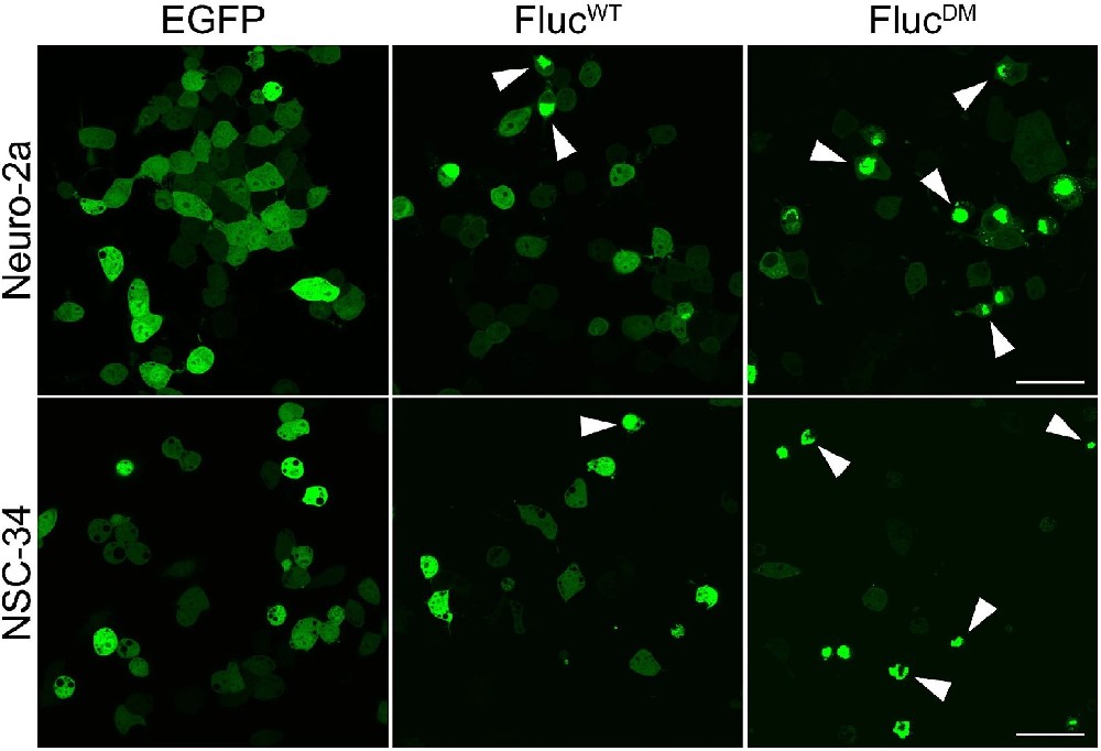 图1：共聚焦显微镜评估 Fluc 在 Neuro-2a 和 NSC-34 细胞中的包涵体形成