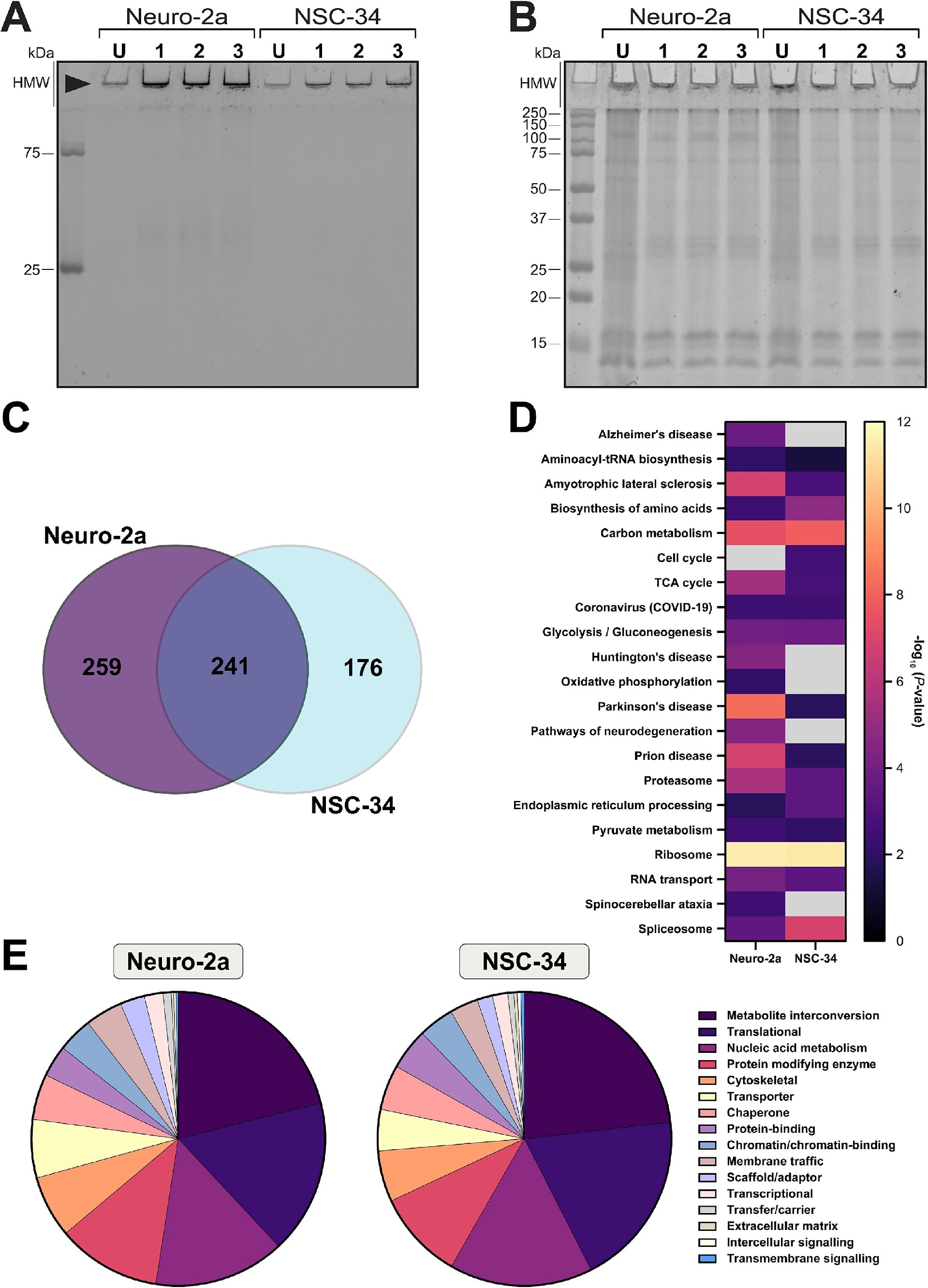 图4：蛋白质组学分析 FlucDM 包涵体中 KEGG 通路和蛋白类别的分布与富集