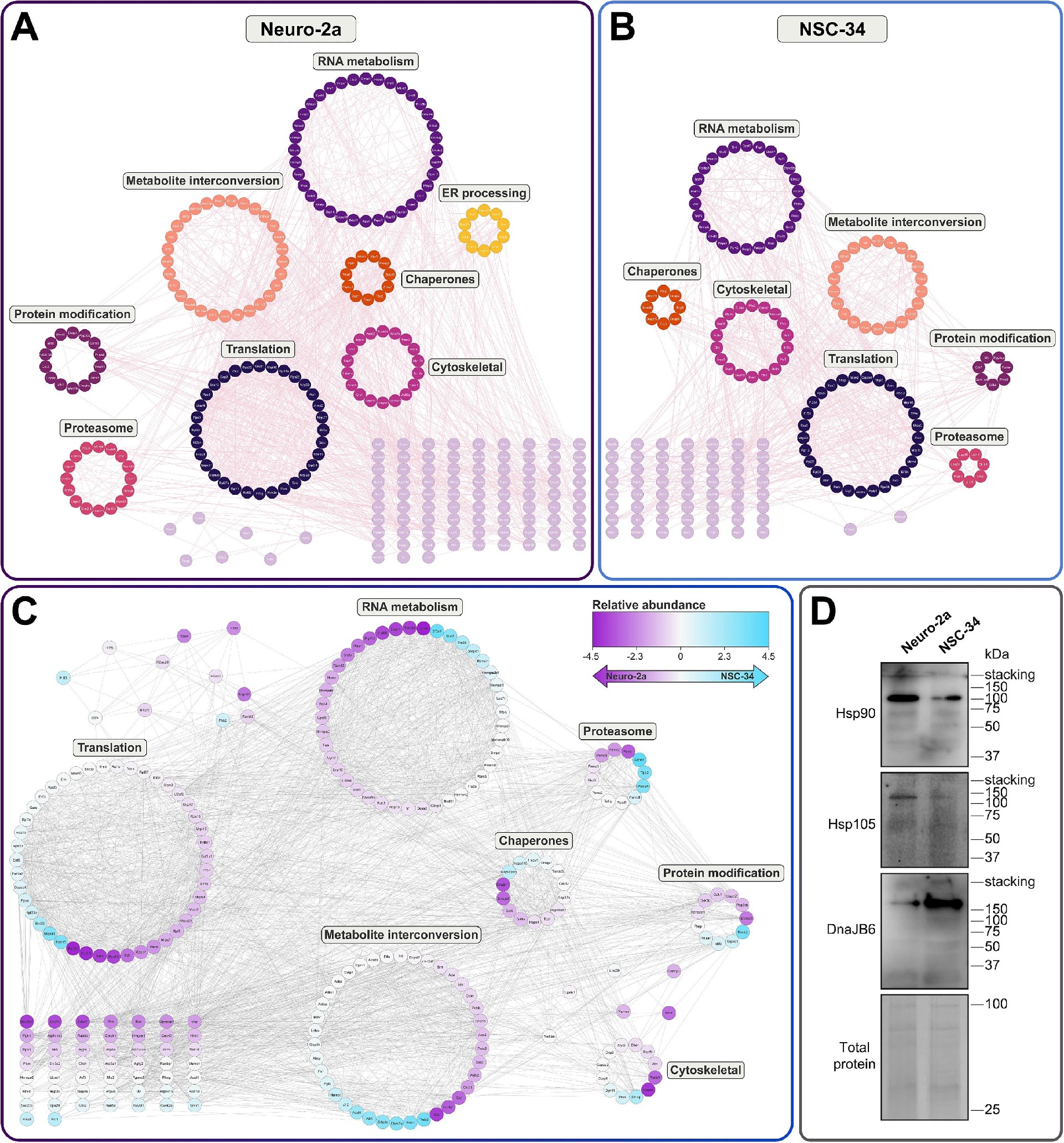 图5：FlucDM 包涵体中蛋白的 STRING 互作分析和关键分子的免疫印迹验证
