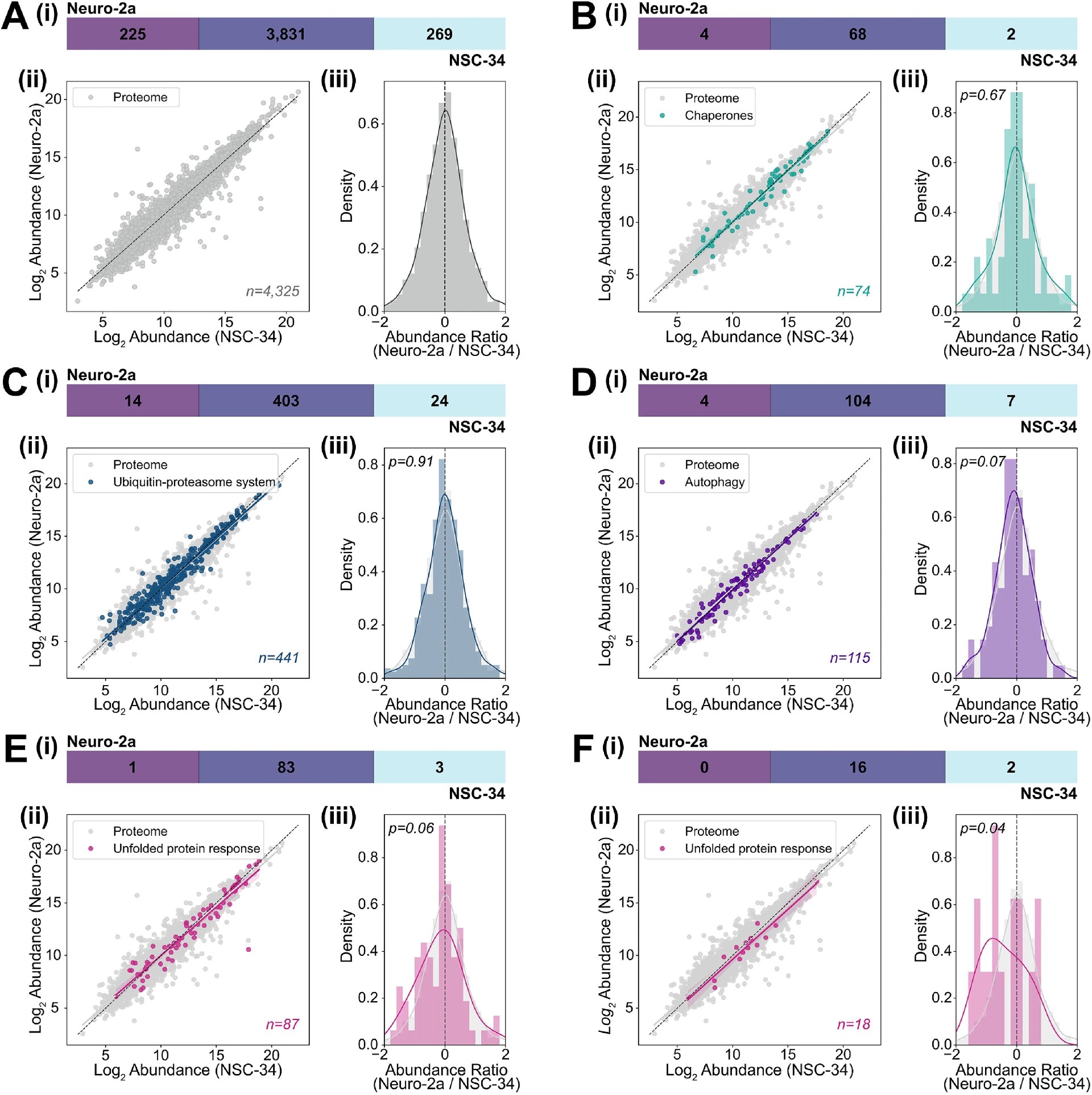 图6：Neuro-2a 和 NSC-34 细胞蛋白质稳态通路的基因本体(GO)映射分析