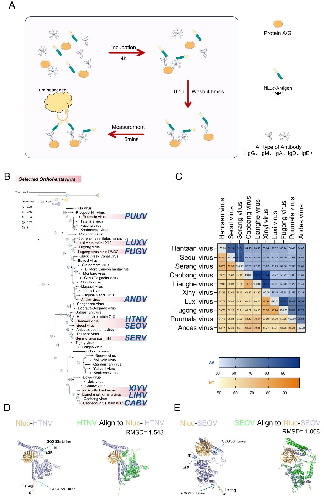 图1：LIPS 检测原理及病毒抗原筛选特征