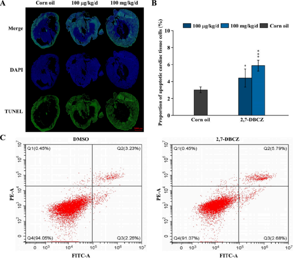 图1 | 2,7-DBCZ诱导大鼠心脏组织及H9c2细胞凋亡