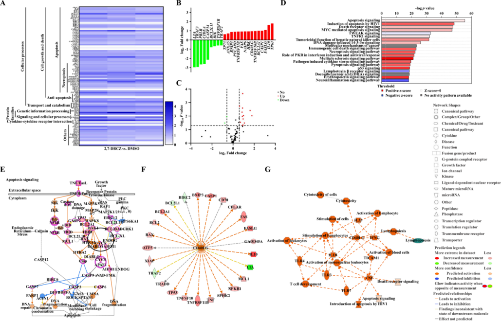 图2 | 2,7-DBCZ暴露后凋亡相关基因表达谱紊乱及转录组学分析