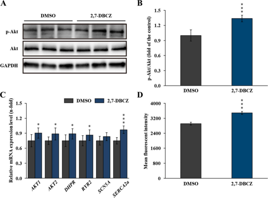 图3 | 2,7-DBCZ扰乱Akt信号通路和细胞内Ca²⁺浓度