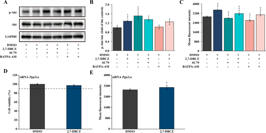 图4 | 验证Akt和Ca²⁺在调控2,7-DBCZ诱导的H9c2细胞凋亡中的作用