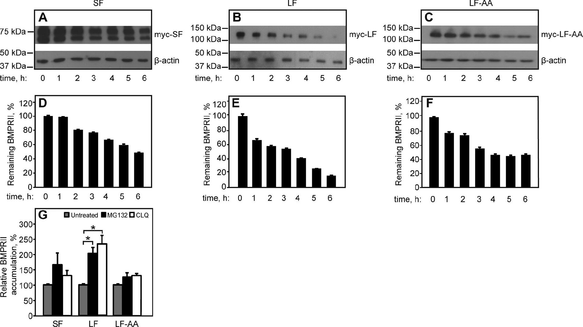 图8：BMPRII-LF 的降解依赖双亮氨酸内吞信号