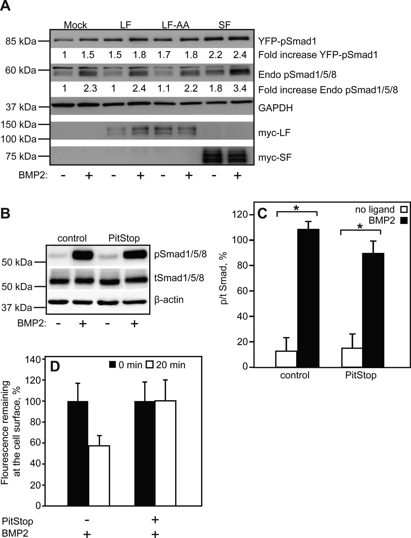 图9：BMPRII 的 Smad 信号激活与细胞表面表达相关，且不依赖内吞