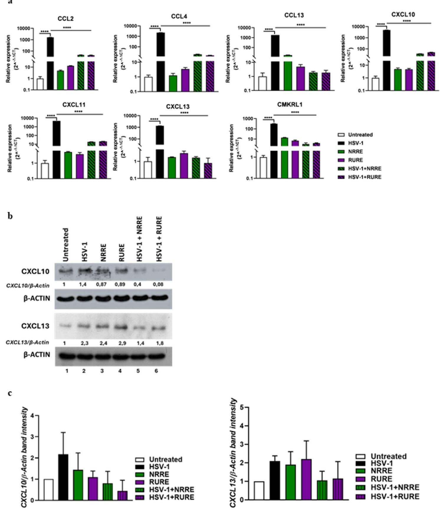 图3 qPCR 与 Western blot 验证核心趋化因子的抑制效应