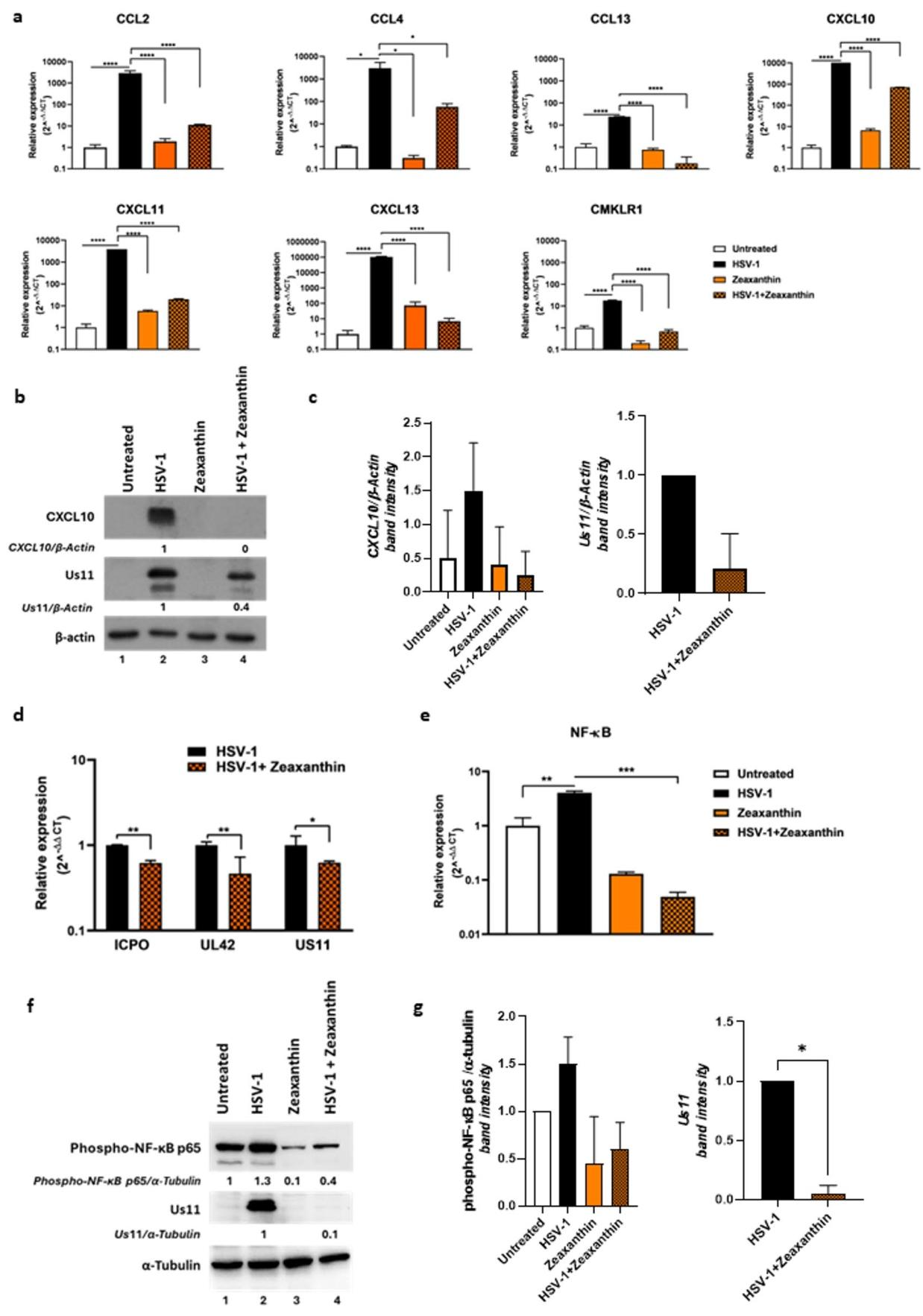 图5 玉米黄质模拟提取物发挥抗 HSV-1 与抗炎作用
