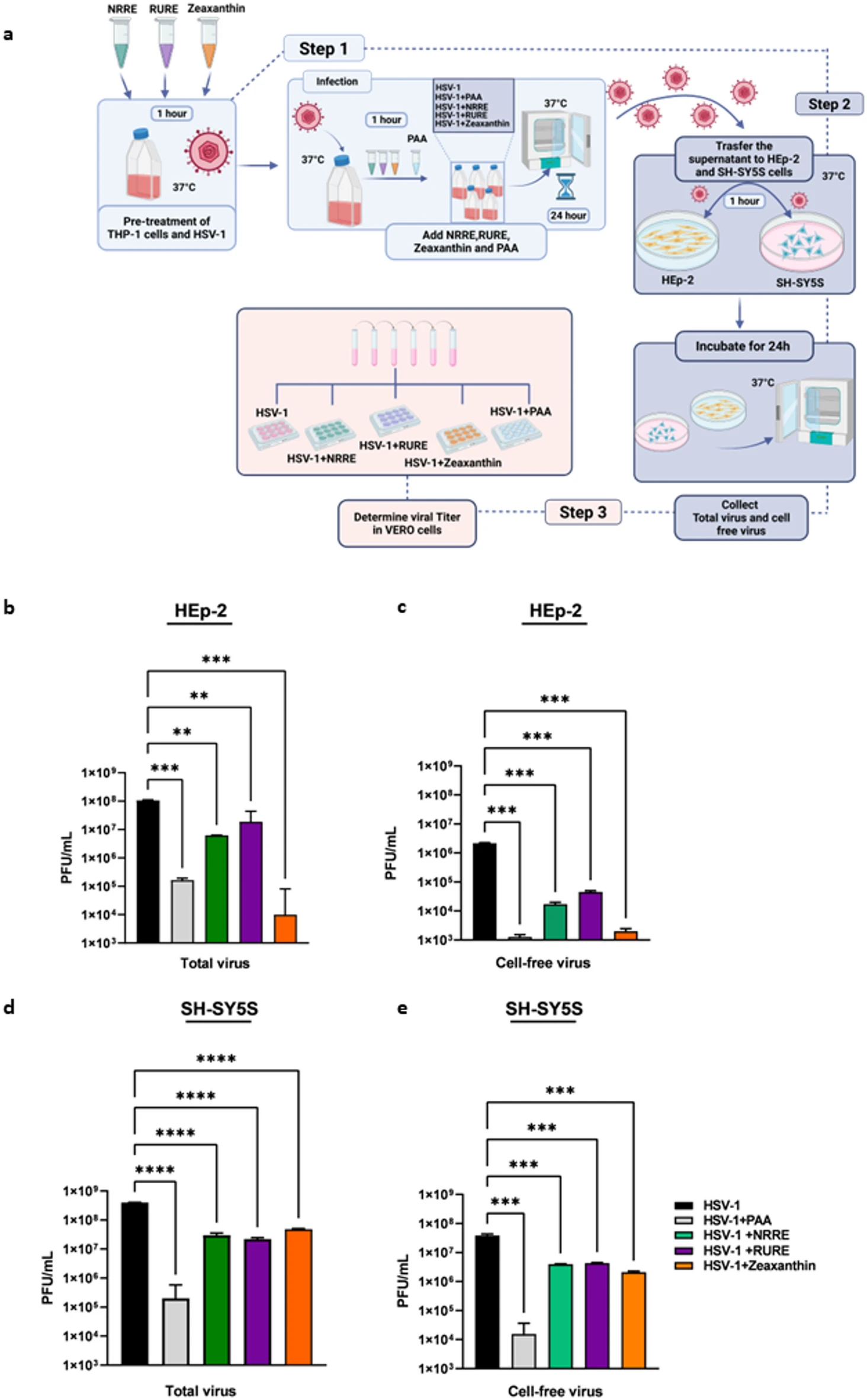 图6 处理后 THP-1 上清间接抑制 HSV-1 在神经 / 上皮细胞增殖