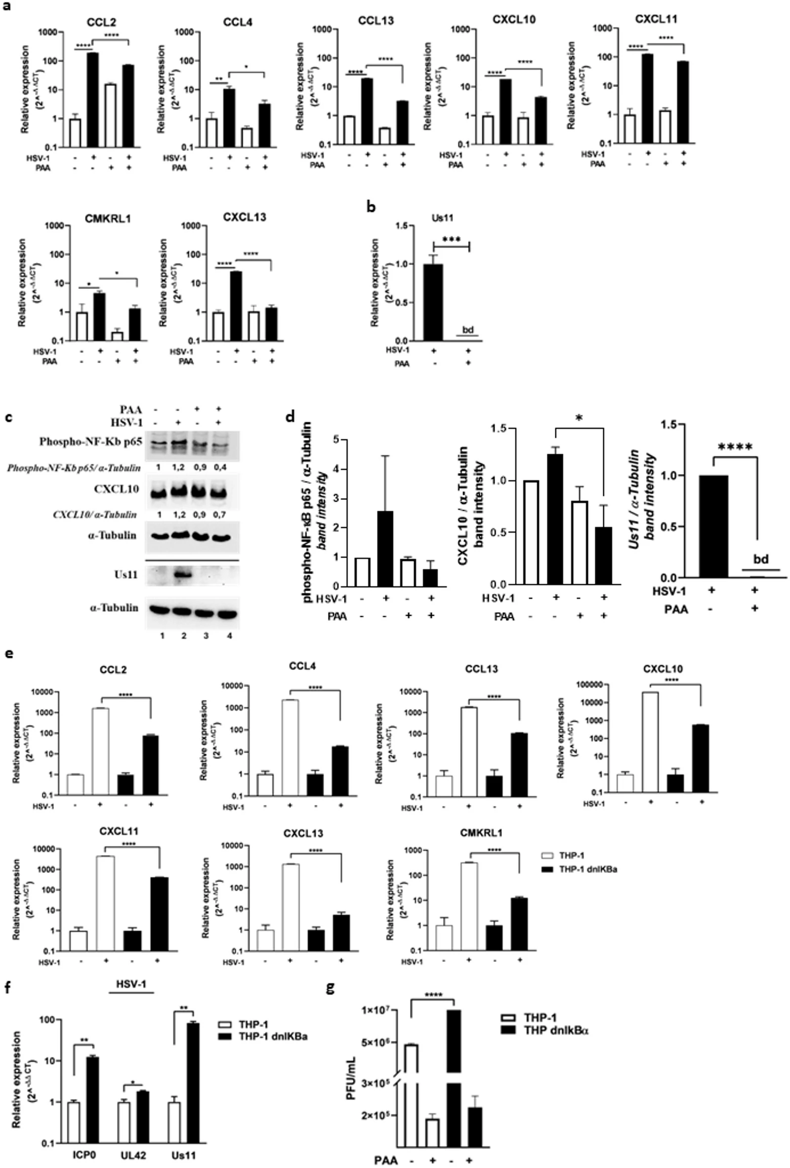 图7 HSV-1 诱导趋化因子依赖病毒复制与 NF-κB 激活