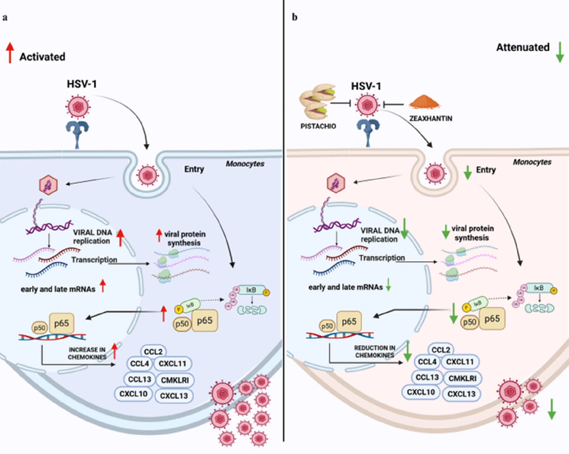图8 开心果提取物调控 THP-1 细胞抗 HSV-1 机制模式图