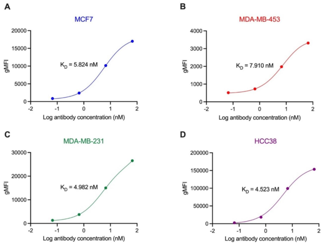 图2：HuM6-1B9 对乳腺癌细胞的高结合亲和力