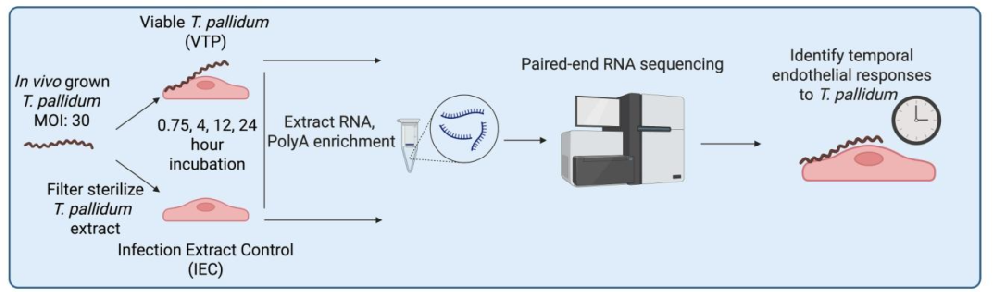 图1：RNA 测序实验流程