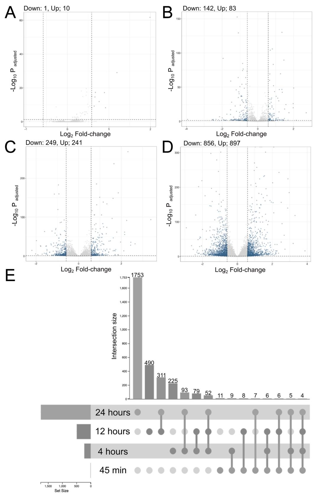 图2：差异基因(DEGs)随时间的动态变化