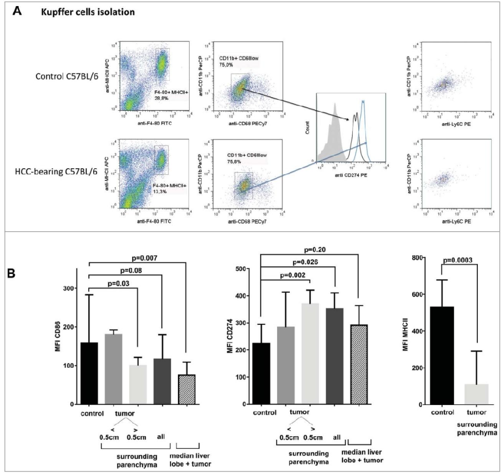 图1：HCC 小鼠库普弗细胞的表型改变