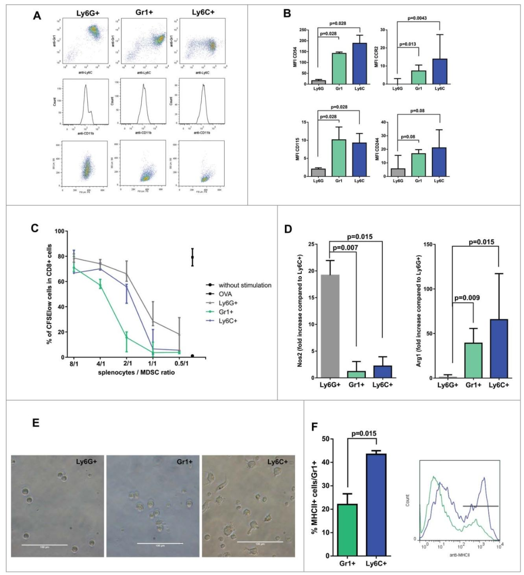 图4：HCC 小鼠中三个 MDSC 亚群的鉴定与功能